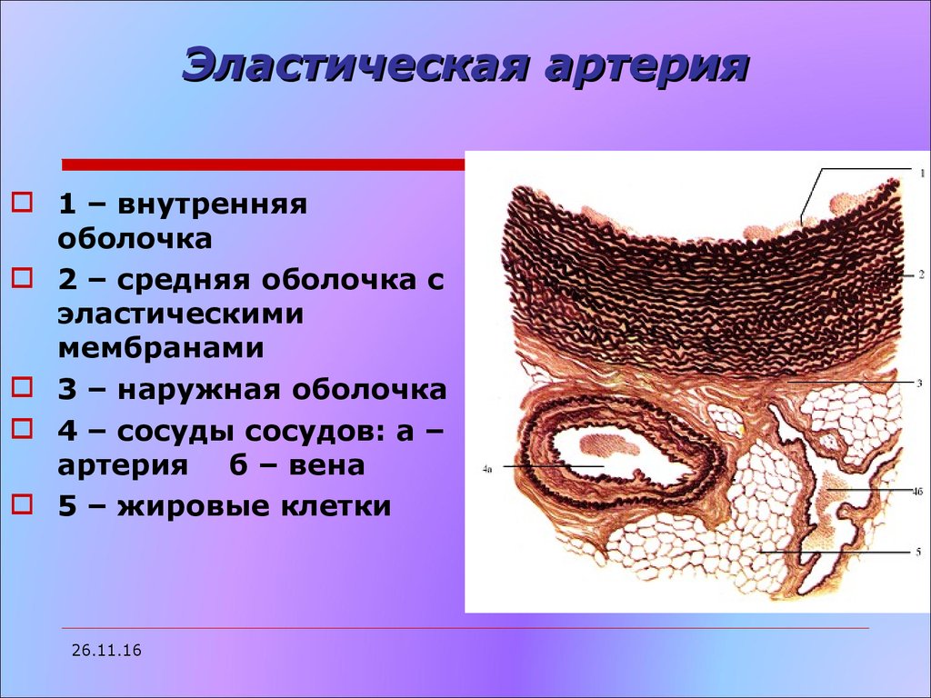 Внутренняя оболочка. Строение артерий эластического типа. Строение артерии эластического типа гистология. Артерия эластического типа аорта гистология. Артерия эластического типа препарат гистология.