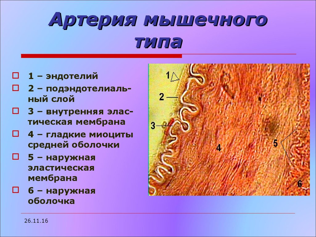 Типы слоев. Гистологический препарат артерия мышечного типа. Артерия мышечного типа гистология. Артерия мышечного типа препарат гистология. Строение сосудов гистология.