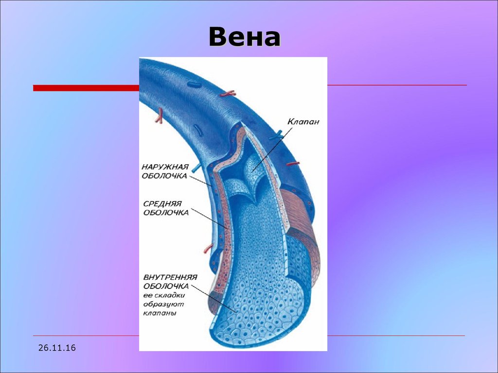 Клапаны вен. Строение клапанного аппарата вен. Строение стенки вен гистология. Строение вены гистология. Строение вены препарат.