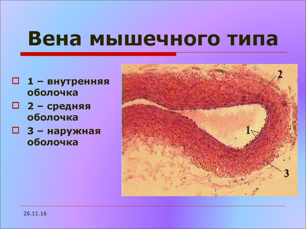 Артерия мышечного типа рисунок