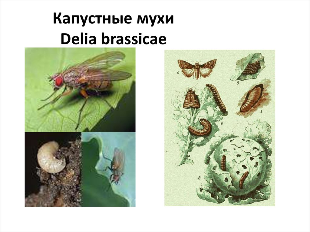 Капустные мухи Delia brassicae