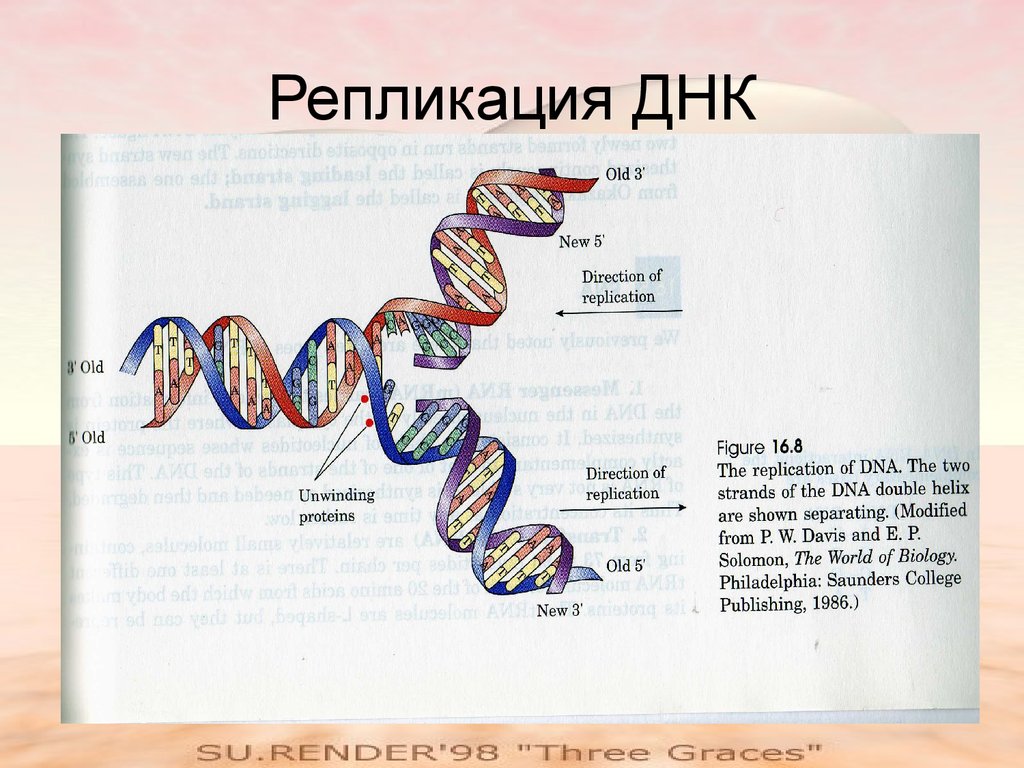 Редупликация днк. Репликация ДНК ЕГЭ биология. Репликация это в биологии. Копирование ДНК. Репликация ДНК ЕГЭ.