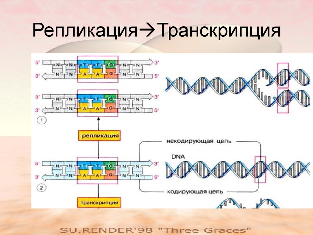 Последовательность транскрибируемой цепи гена днк