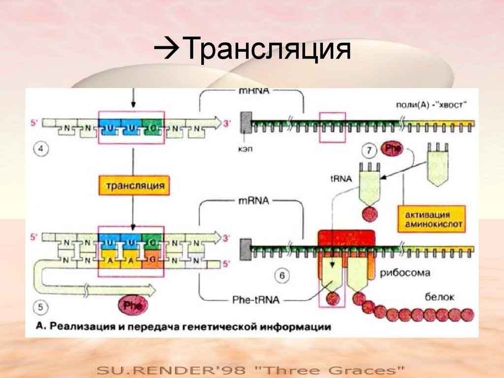 Реакции матричного синтеза