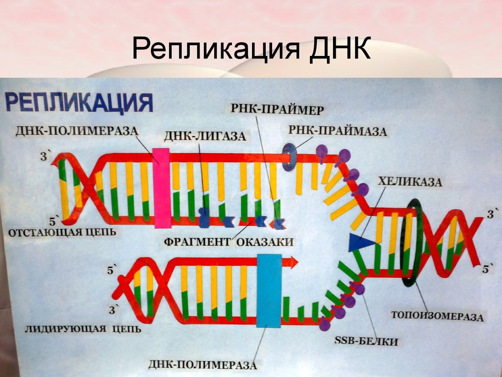 Процесс репликации днк. Схема процесса репликации ДНК. Репликация и редупликация ДНК. Последовательность этапов репликации молекулы ДНК. Процесс редупликации ДНК схема.