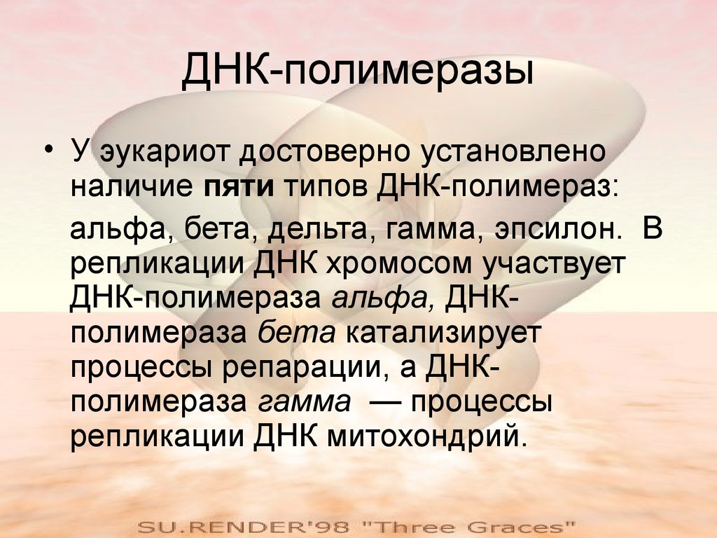 Наличие пяти. ДНК полимераза. ДНК полимераза Альфа. ДНК полимераза бета. ДНК полимераза функции.