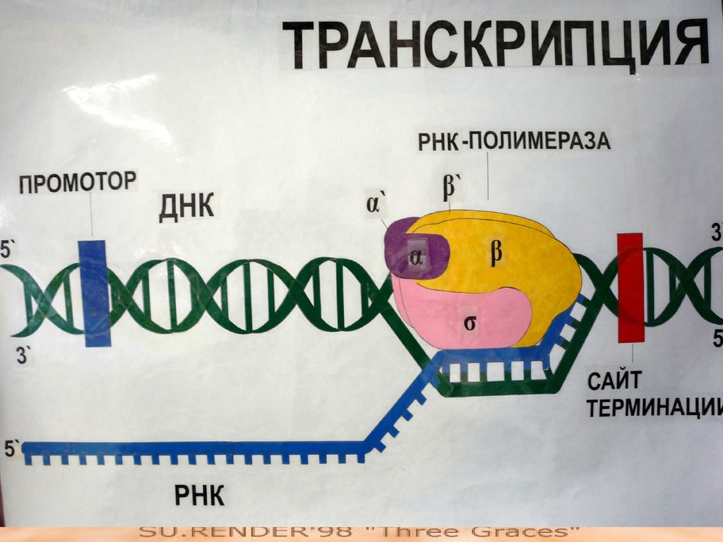 Транскрипция биология. Транскрипция ТРНК. Транскрипция ДНК И РНК. Транскрипция РНК на ДНК матрице. Транскрипция биология РНК.