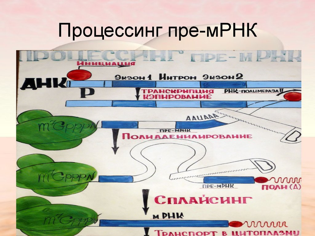 Последовательность этапов процессинга. Процессинг пре-МРНК. Процессинг матричной РНК. Пре м РНК. Этапы процессинга у эукариот.