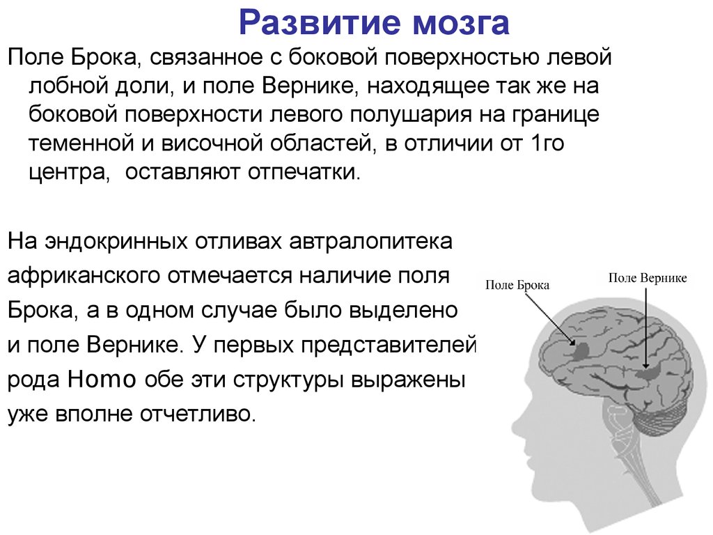 Уровень развития мозга. Формирование мозга. Тренировка лобных долей. Задания для развития мозга. Тренировка мозга и памяти.