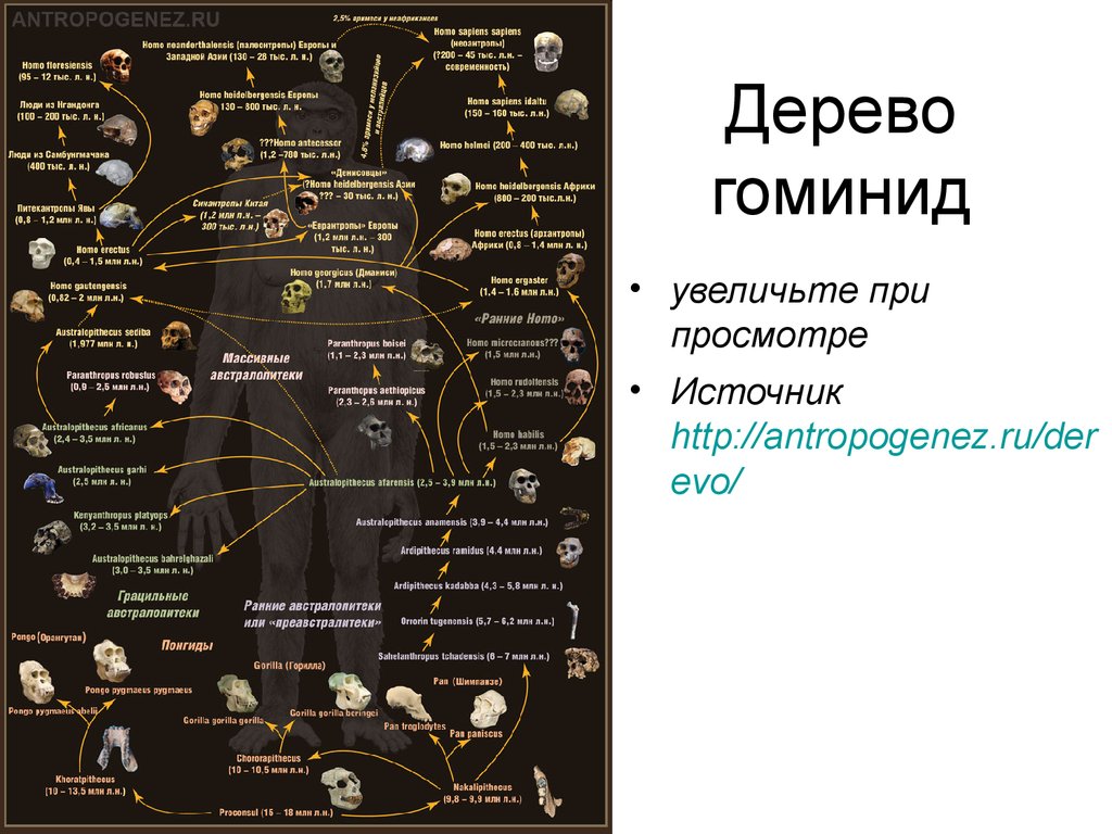 Эволюция древа 178. Эволюция человека генеалогическое Древо человека. Эволюционное Древо человека. Древо развития человека Антропогенез. Эволюционное дерево человека Антропогенез ру.
