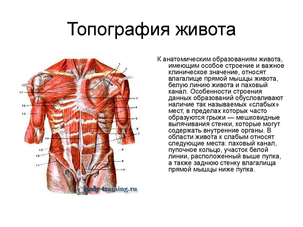 Брюшной на латыни. Топография мышц живота анатомия. Мышцы груди и мышцы живота топография. Топография мышц туловища. Топографические образования живота белая линия.