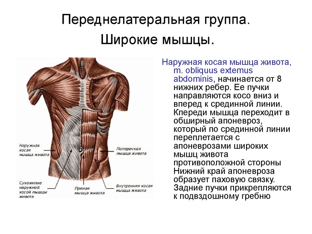 Прямая мышца где. Мышцы живота вид спереди. Переднелатеральная область брюшной стенки. Мышцы живота поверхностный слой вид спереди. Поверхностные мышцы живота функции.