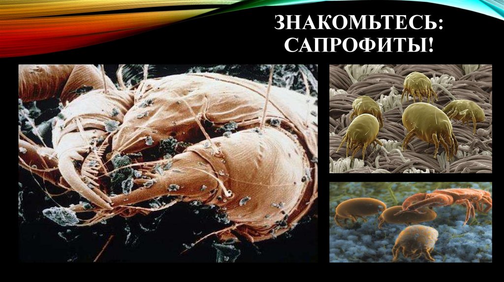 Сапрофиты. Сапрофиты это. Сапрофиты человека. Одноклеточные сапрофиты.