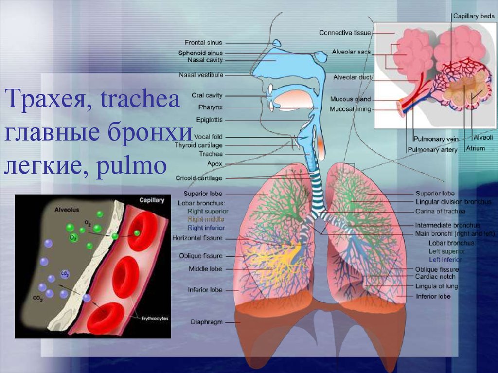 Функциональная анатомия дыхательной системы презентация