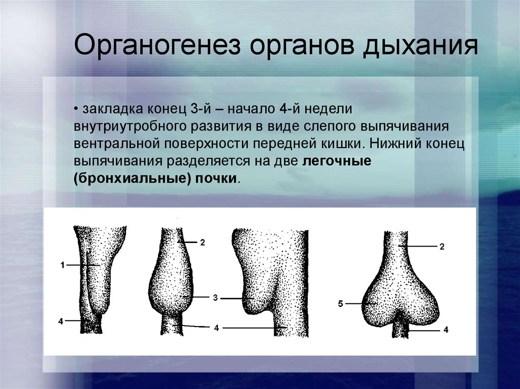 Развитие дыхательной системы. Эмбриогенез дыхательной системы. Закладка органов дыхания. Стадии развития дыхательной системы. Дыхательная система развивается из.