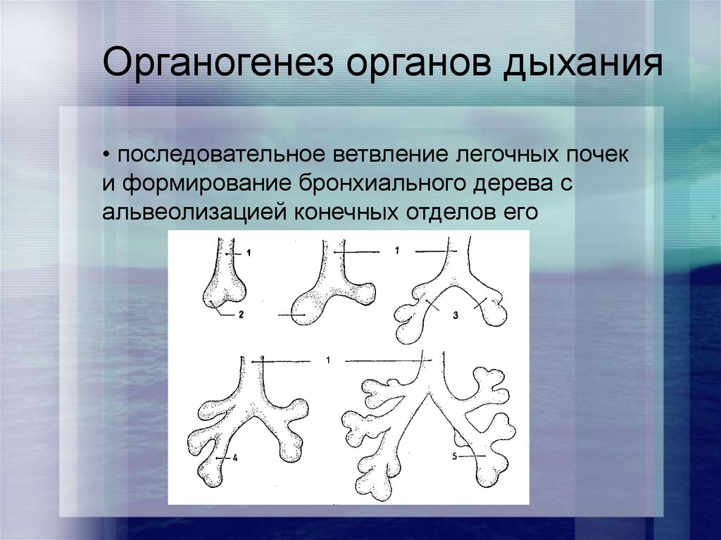 Развитие дыхательной системы. Органогенез бронхиального дерева и легких у детей. Органогенез бронхиального дерева. Органогенез органов дыхания. Закладка дыхательной системы.