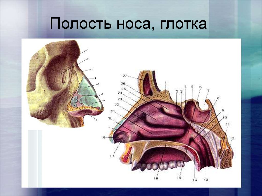 Носовая полость соединена с