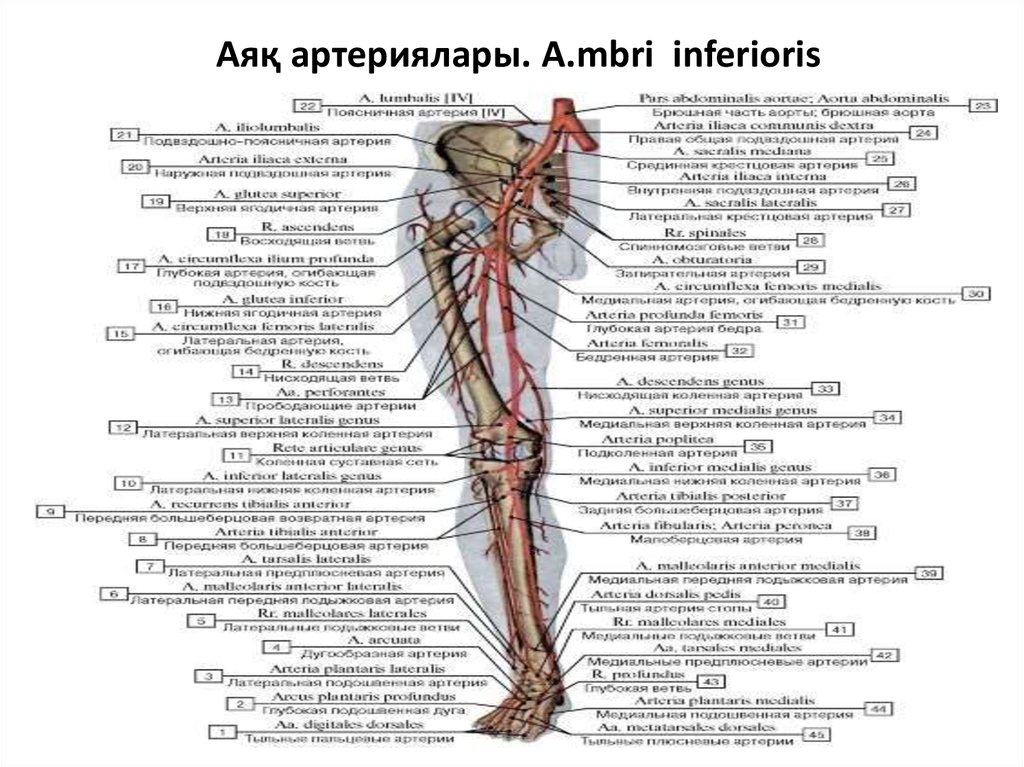 Аяқ артериялары. A.mbri inferioris