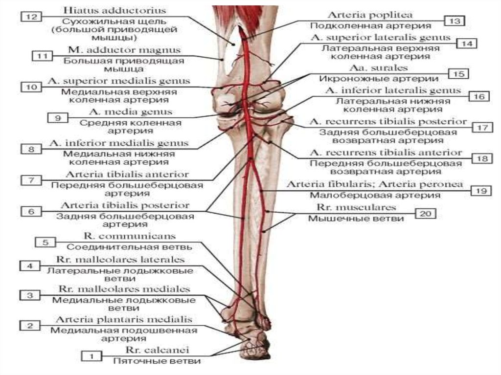 Берцовая артерия. Подколенная артерия анатомия. Ветви задней большеберцовой артерии. Большеберцовая артерия. Передняя и задняя большеберцовые артерии.