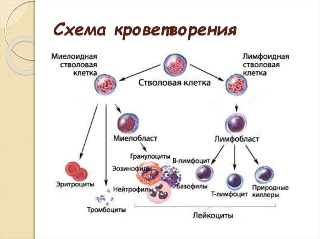 Развитие клеток крови. Схема кроветворения стволовая клетка. Столовые клетки схема кровонотрения. Миелоидные клетки кроветворение. Схема кроветворения с миелоидного и лимфоидного.