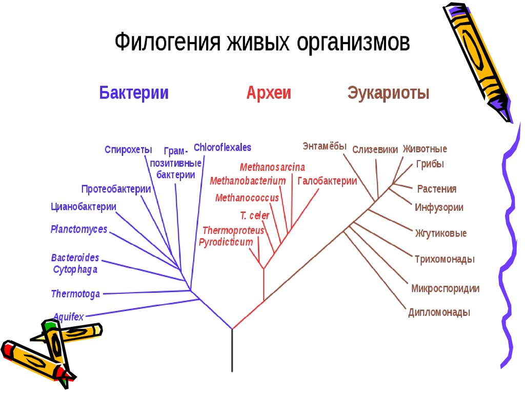 Филогенез организмов