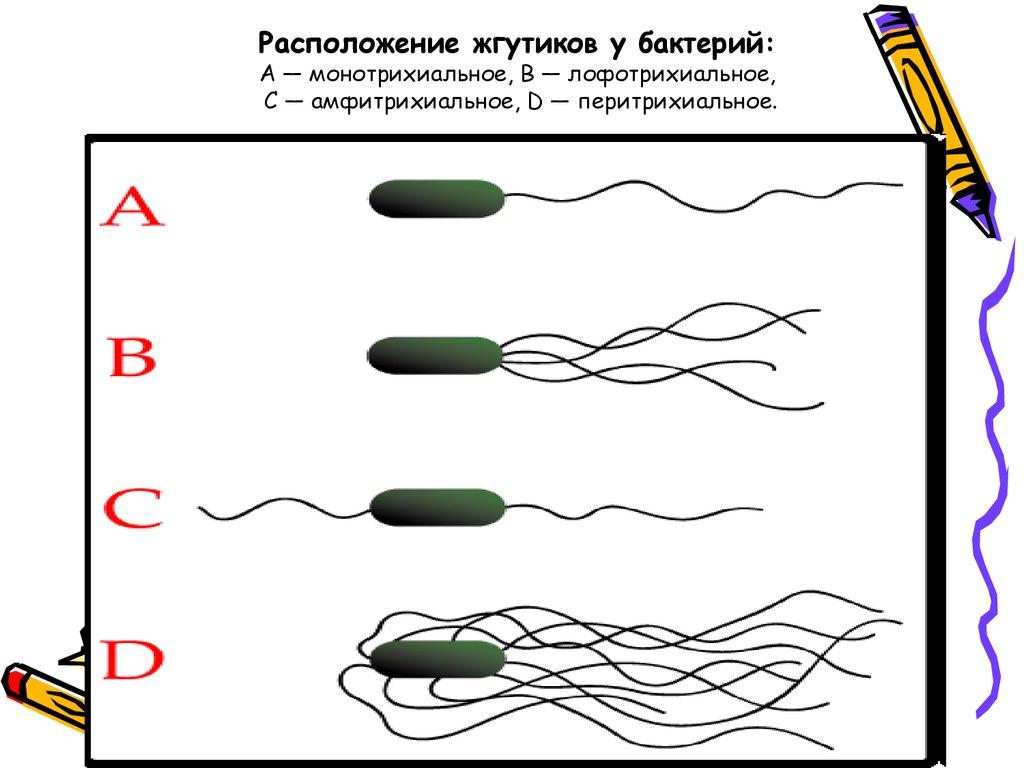 Расположение жгутиков у бактерий: A — монотрихиальное, B — лофотрихиальное, C — амфитрихиальное, D — перитрихиальное.