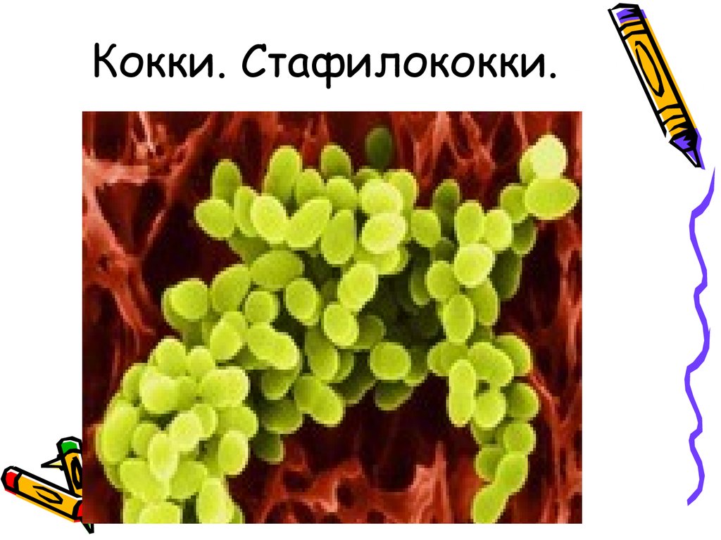 Бактерии staphylococcus aureus. Кокки диплококки стафилококки. Морфология микроорганизмов стафилококки. Кокки бактерии. Кокки микробиология.