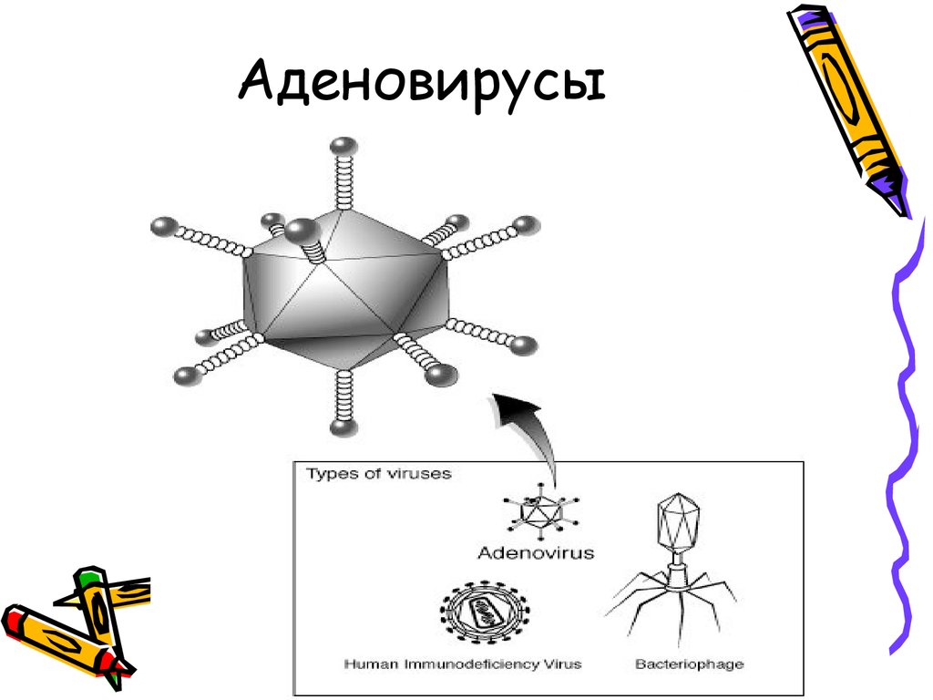 Схема строения аденовируса