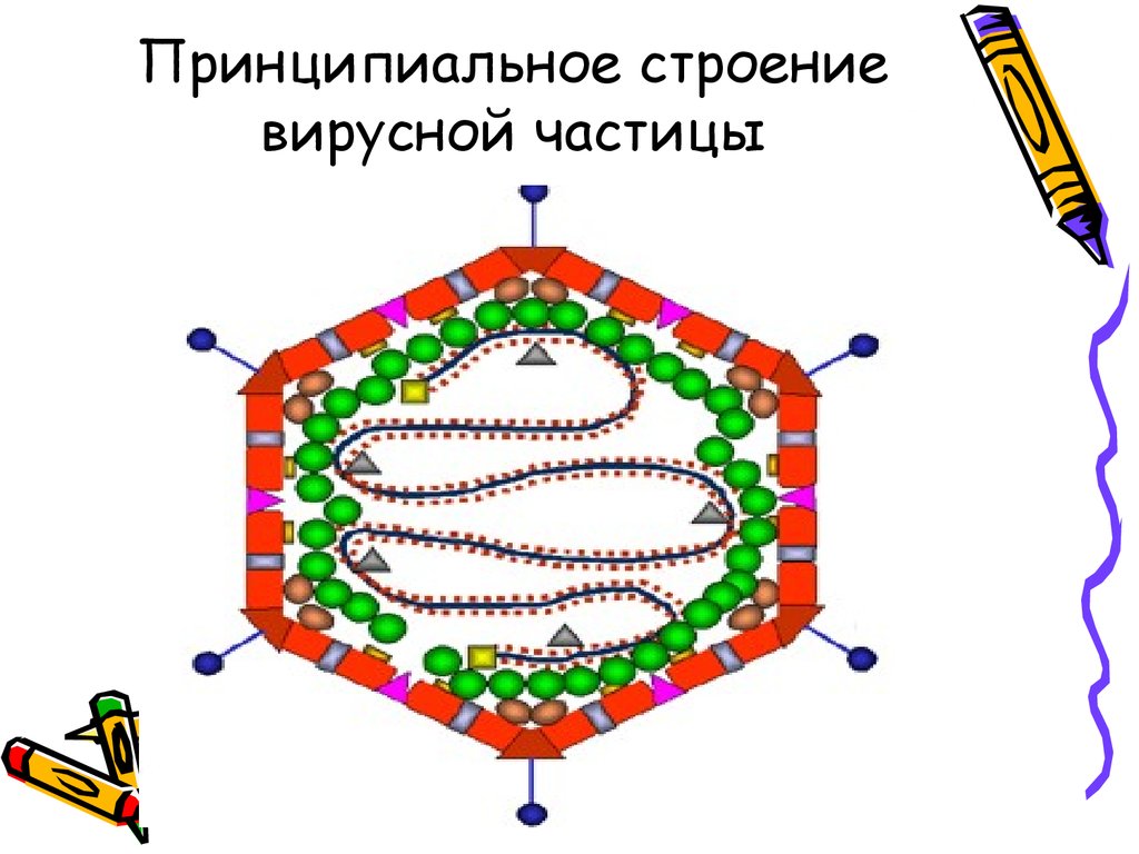 Вирусную частицу называют