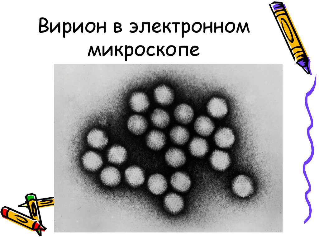 Вирусная частица. Вирион микроорганизм. Вирион это микробиология. Частицы Вирионы.