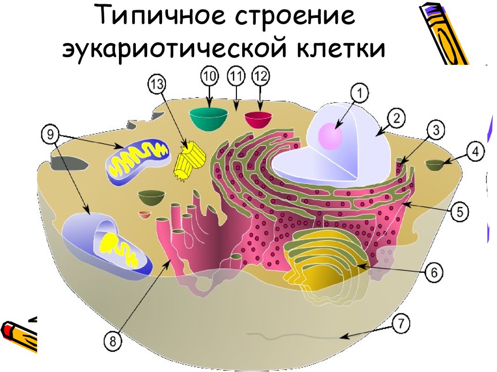 Типичное строение эукариотической клетки