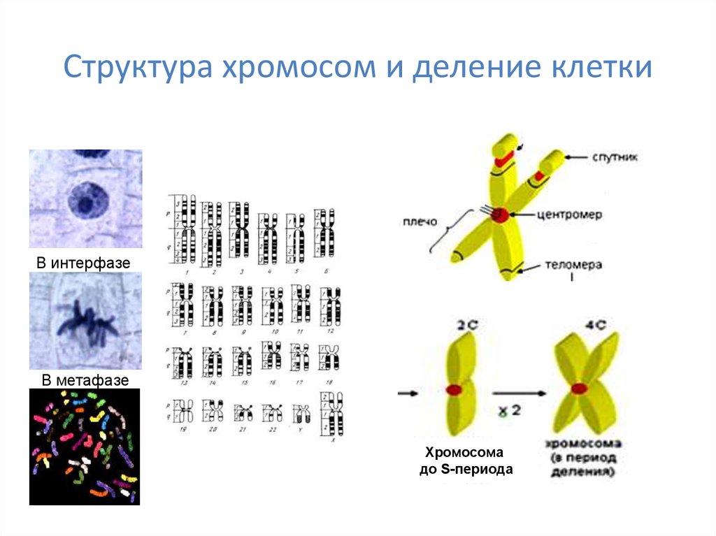 Сколько хромосом содержится в оплодотворенной клетке