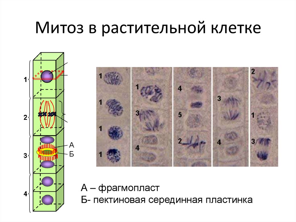 Особенности деления клеток животных
