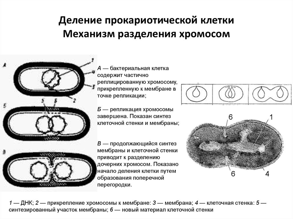 Деление клеток прокариот. Деление клеток прокариот схема. Процесс деления прокариотической клетки. Деление прокариот (бинарное деление). Бинарное деление бактерий схема.