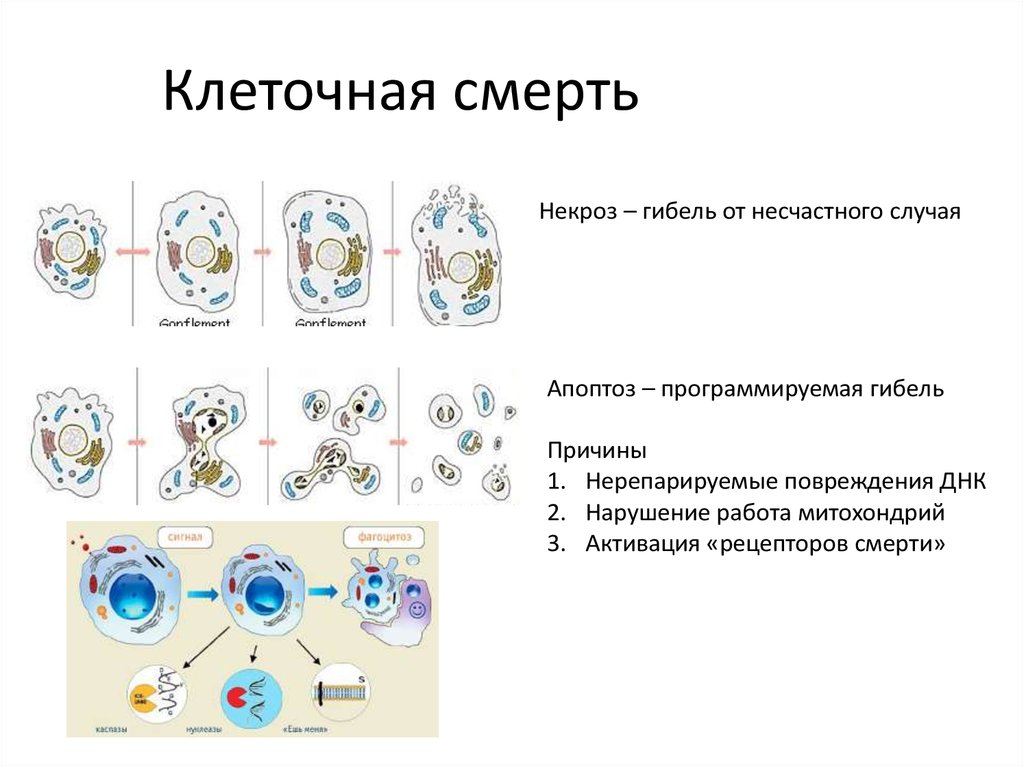 Жизненный цикл клетки презентация