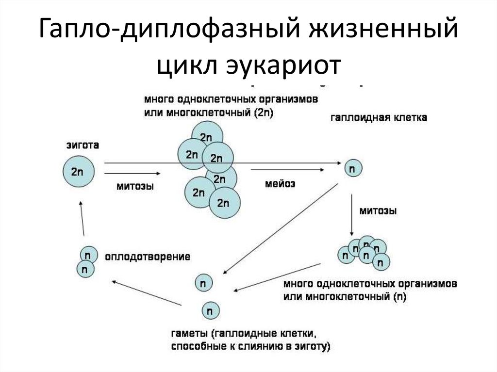 Жизненный цикл биология