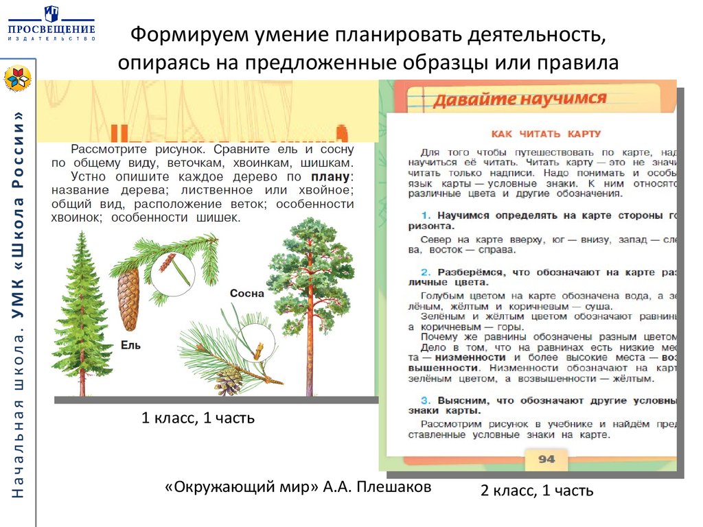 Как расположены ветки у ели и сосны