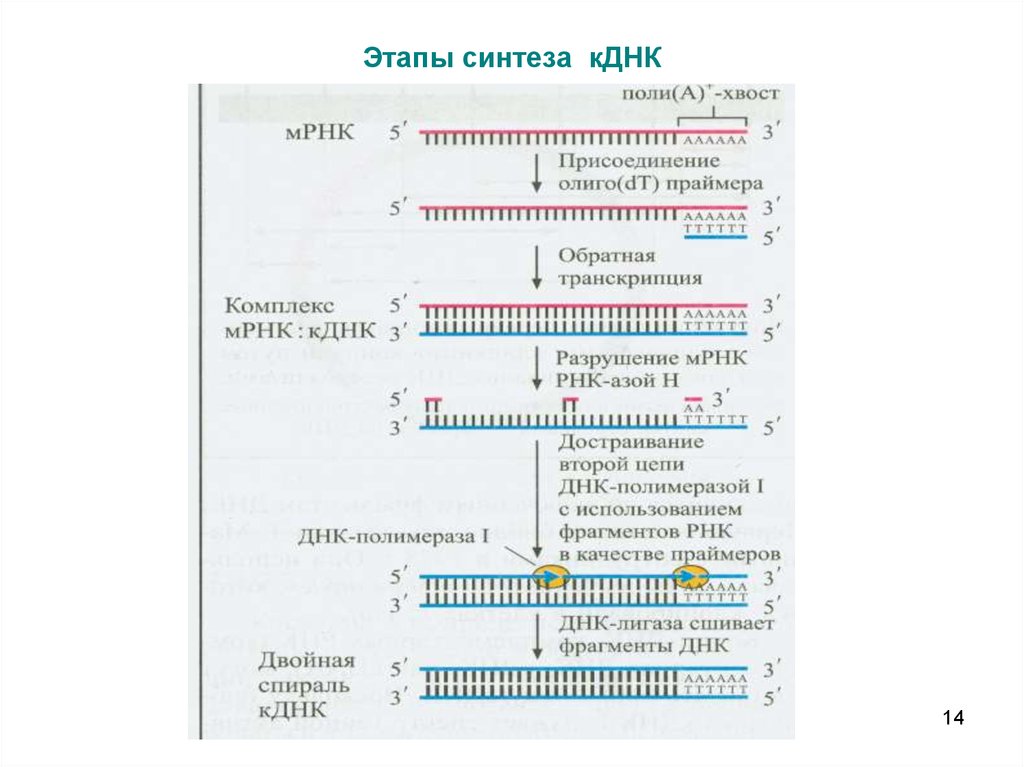 Периоду синтеза. Синтез КДНК на матрице РНК. Этапы синтеза КДНК. Синтез комплементарной ДНК. Синтез комплементарной цепи ДНК.