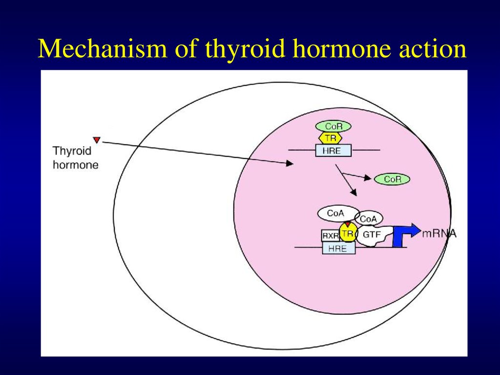 Mechanism of thyroid hormone action