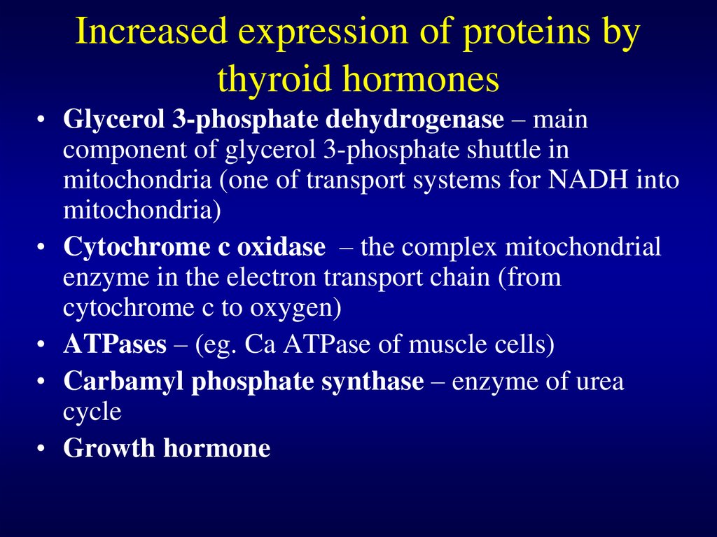 Increased expression of proteins by thyroid hormones