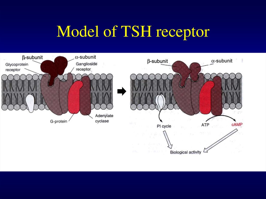 Biochemistry of thyroid hormones - презентация онлайн
