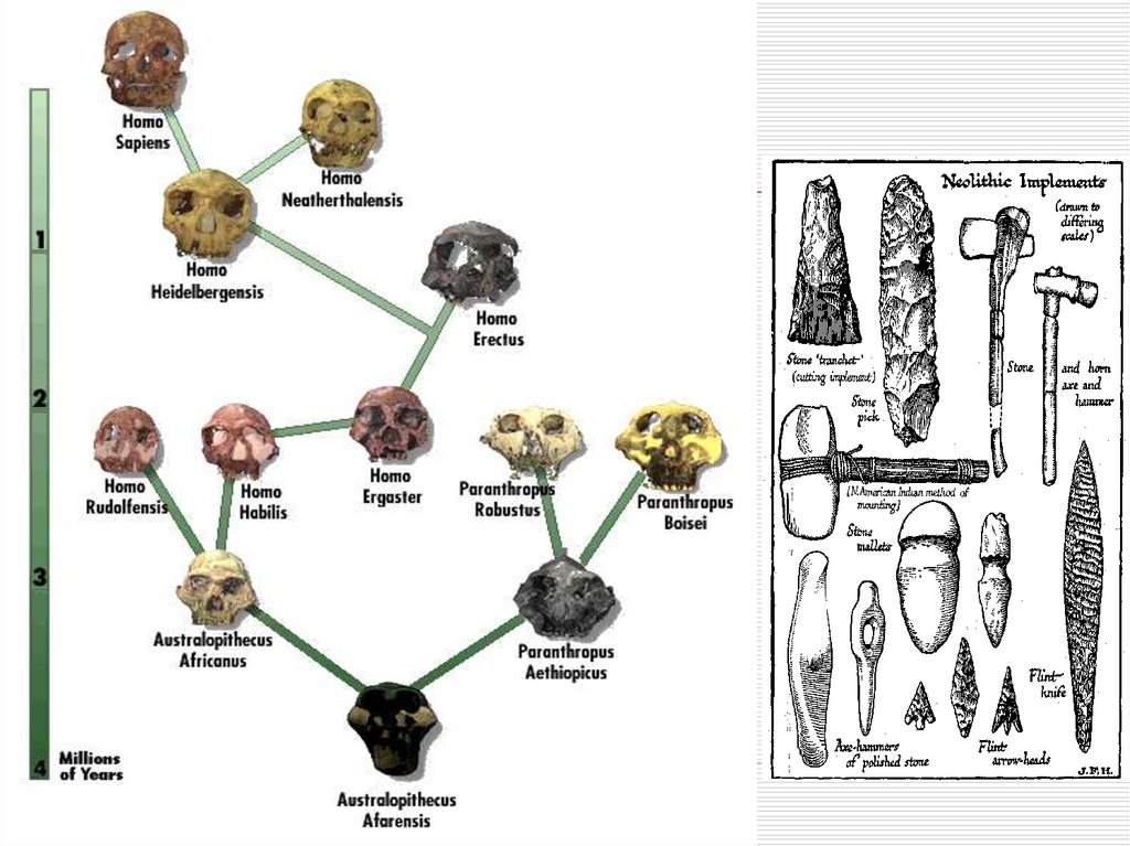 Происхождение homo sapiens. Homo habilis homo Erectus homo sapiens таблица. Sapiens схема. Концепция homo sapiens. Homo классификация.