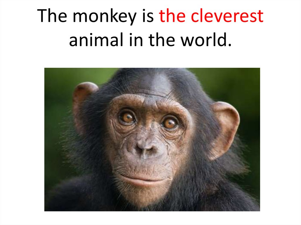 Clever monkey. Are Monkeys Clever. Текст the Clever Monkey. Spotlight 3 Clever animals.