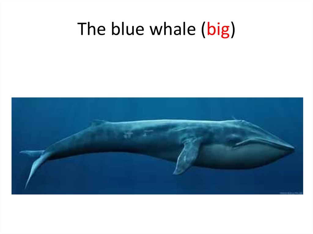 The biggest Whale. Whale is big.