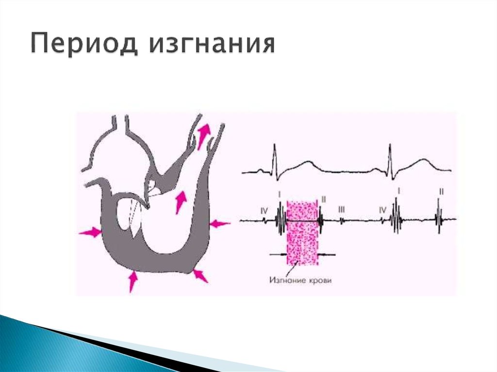 Систола предсердий. Период изгнания крови в артериальную систему. Период изгнания сердца. Период систолического изгнания. Длительность периода изгнания крови.