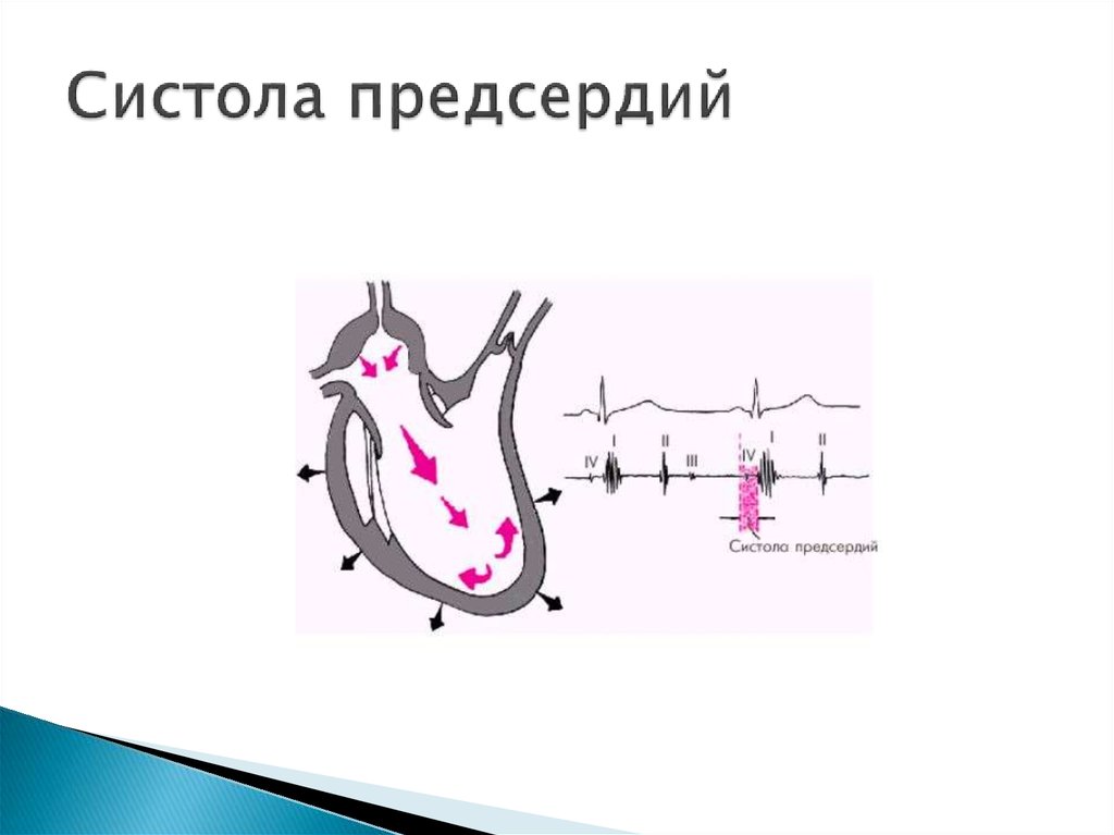 Во время систолы предсердий открыты