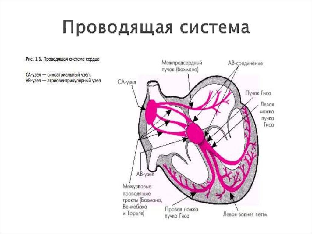 Проводящая система сердца анатомия рисунок