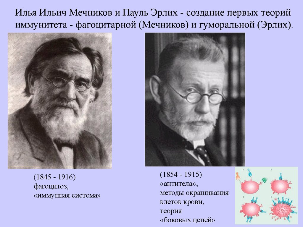 Мечников создал учение о клеточном иммунитете. Теория иммунитета Мечникова и Эрлиха. Эрлих Пауль открытие гуморального иммунитета.