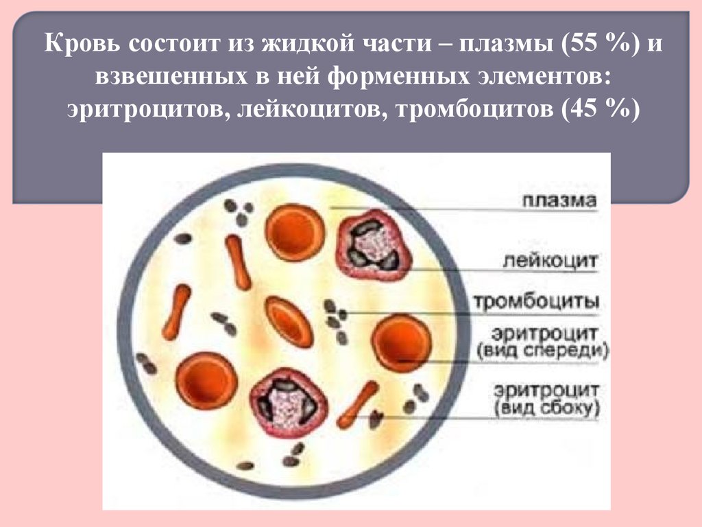 Эритроциты и лейкоциты. Клетки крови эритроциты лейкоциты тромбоциты рисунок. Схема эритроцитов лейкоцитов тромбоцитов. Эритроциты лейкоциты тромбоциты рисунок. Строение крови человека.