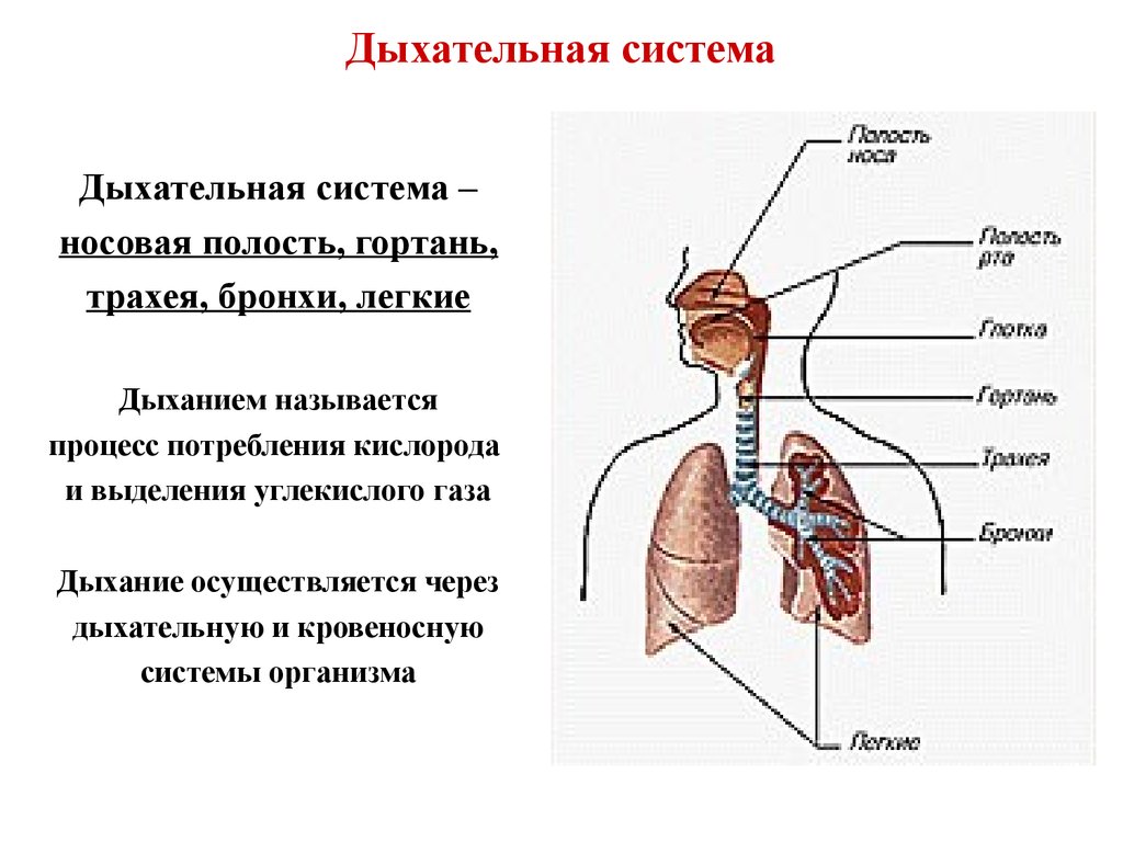 Легкие доклад 3 класс